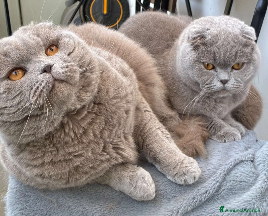 Scottish gatti per accoppiamento: Accoppiamento Scottish fold  - Annuncio 2