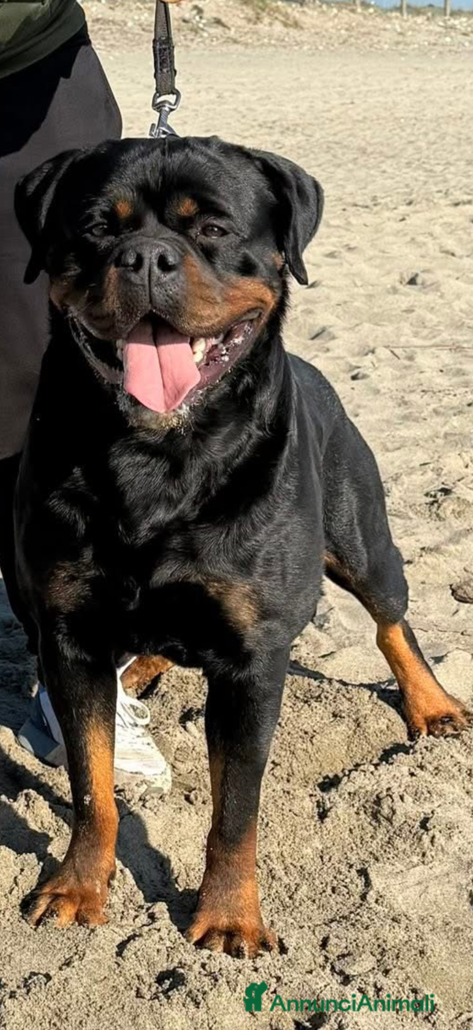 Rottweiler cani in vendita: Cuccioli di Rottwelier con pedigree  - Annuncio 10