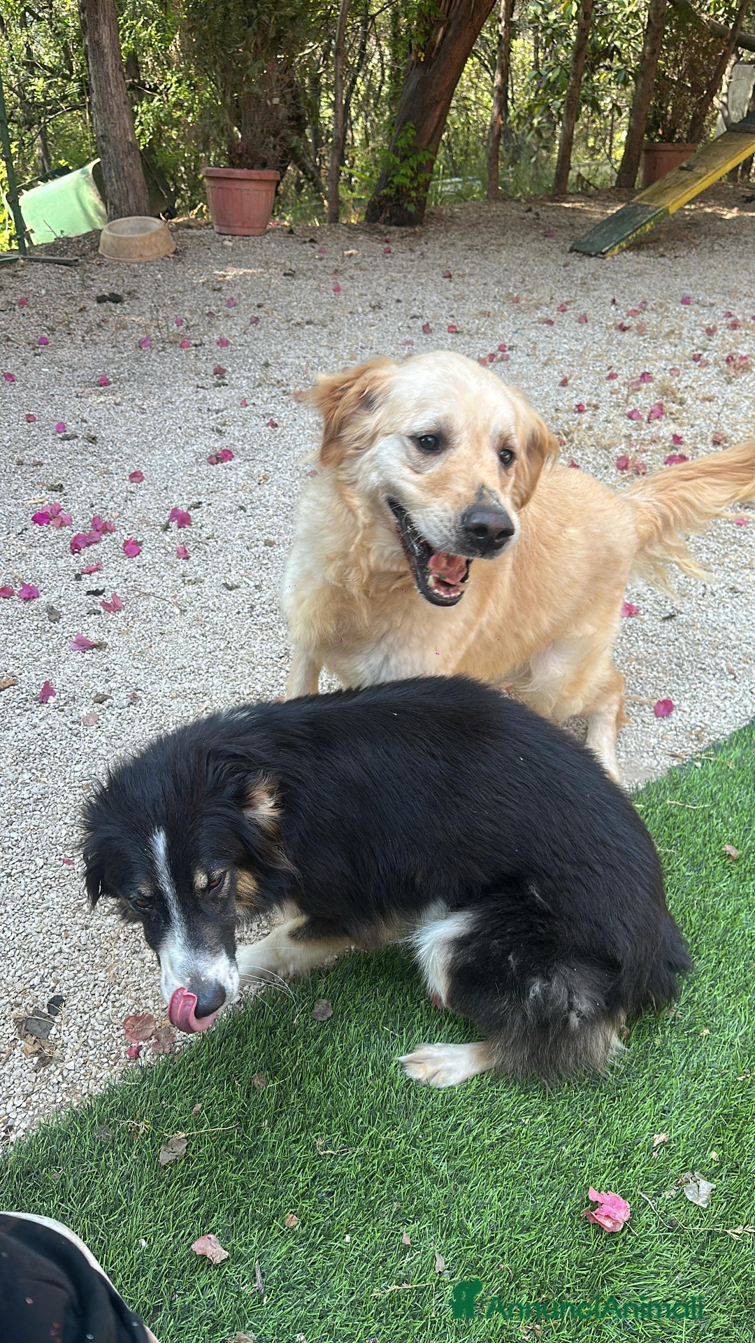 Border Collie cani in regalo: Splendida Border Collie - MILA - Annuncio 5