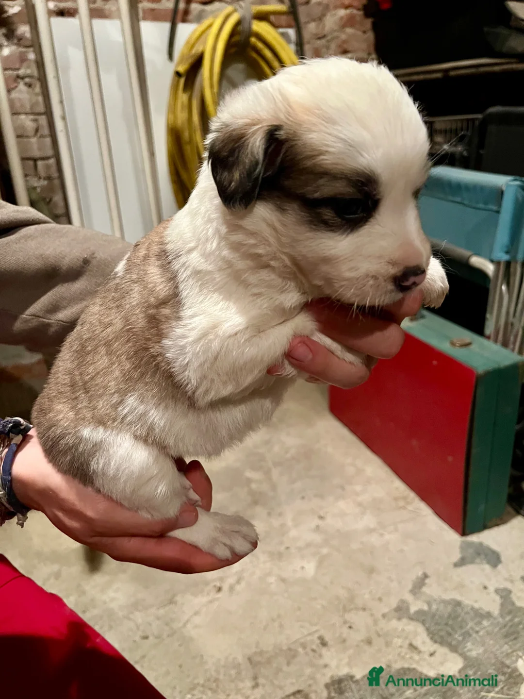 Australian Shepherd cani in vendita: Cucciolo pastore australiano  - Annuncio 2