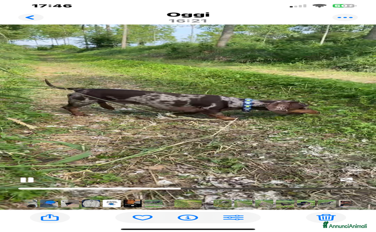 Bassotto cani Cerco femmina per accoppiamento - Annuncio 3