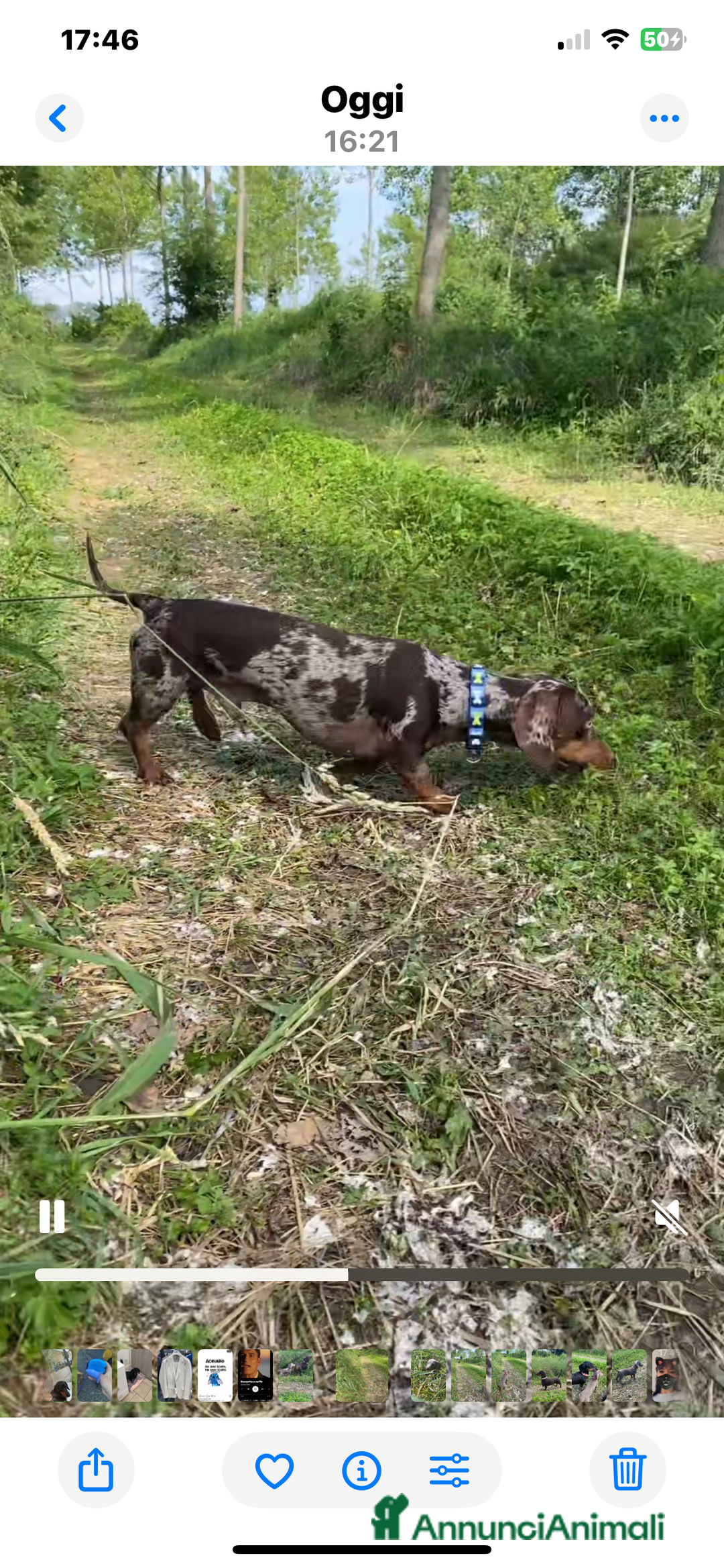 Bassotto cani per accoppiamento: Cerco femmina per accoppiamento - Annuncio 1