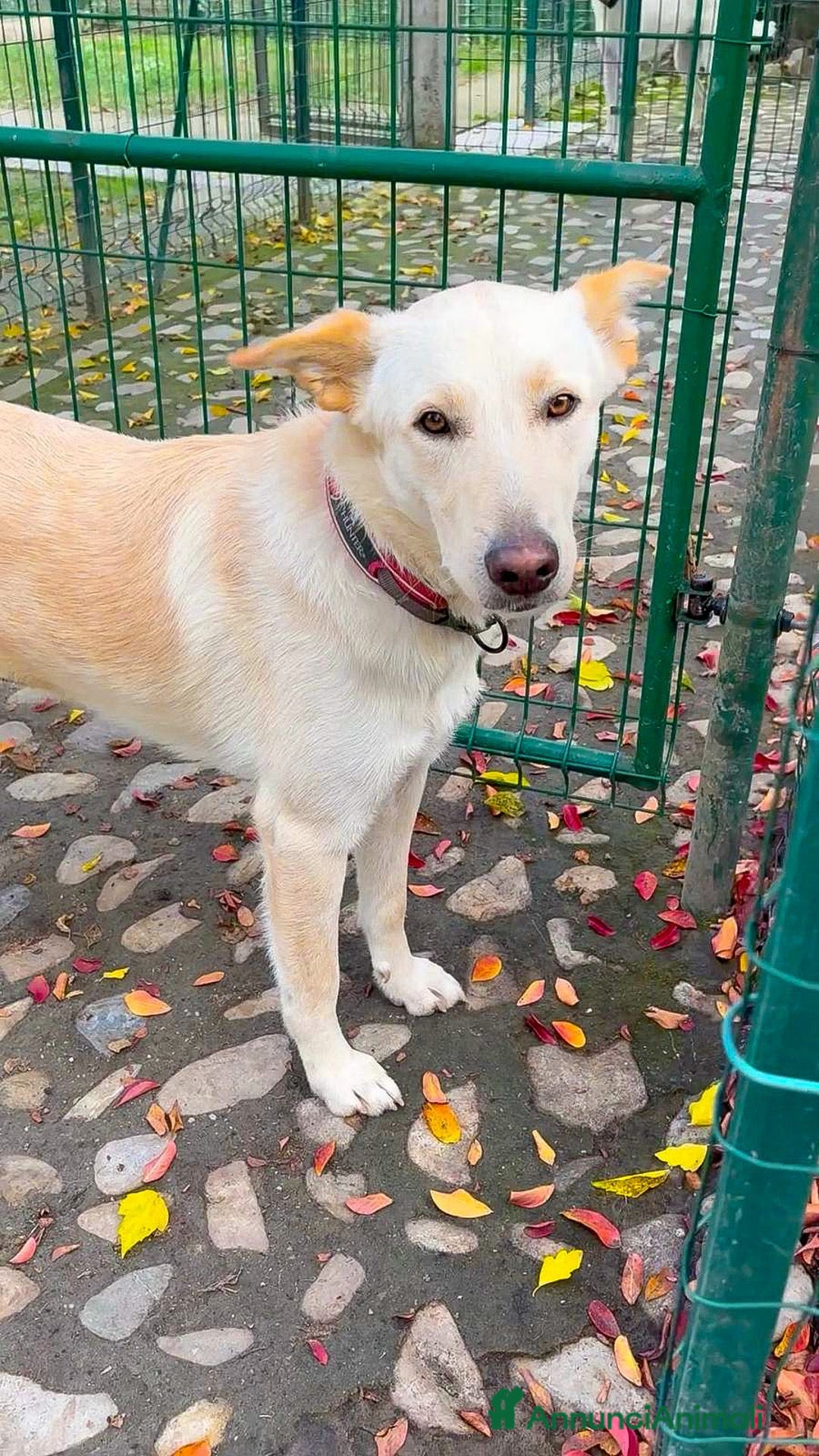 Meticcio cani in regalo: ROMEO 💙 -  vi farà innamorare! Energia pura! - Annuncio 6