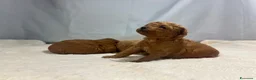 Barboncino Toy cani in vendita: Cuccioli barbone toy - Annuncio 11