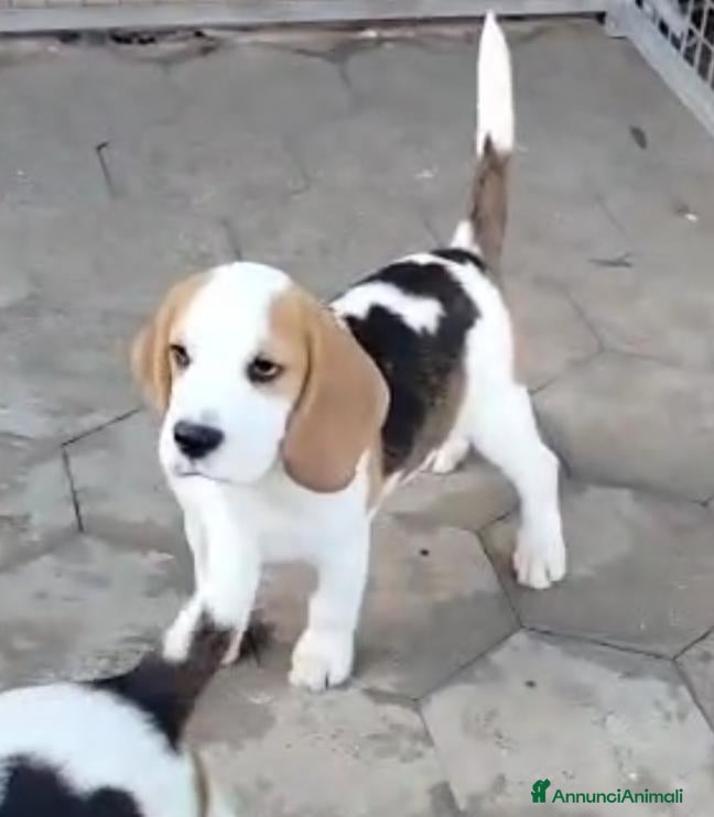 Beagle cani Cuccioli di beagle - Annuncio 1