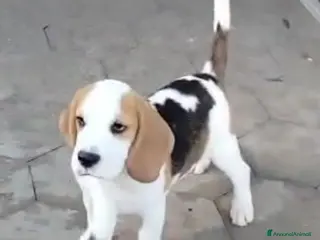 Beagle cani Cuccioli di beagle - Annuncio 1