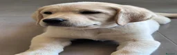 Labrador cani in vendita: Splendidi Cuccioli di Labrador - Annuncio 15