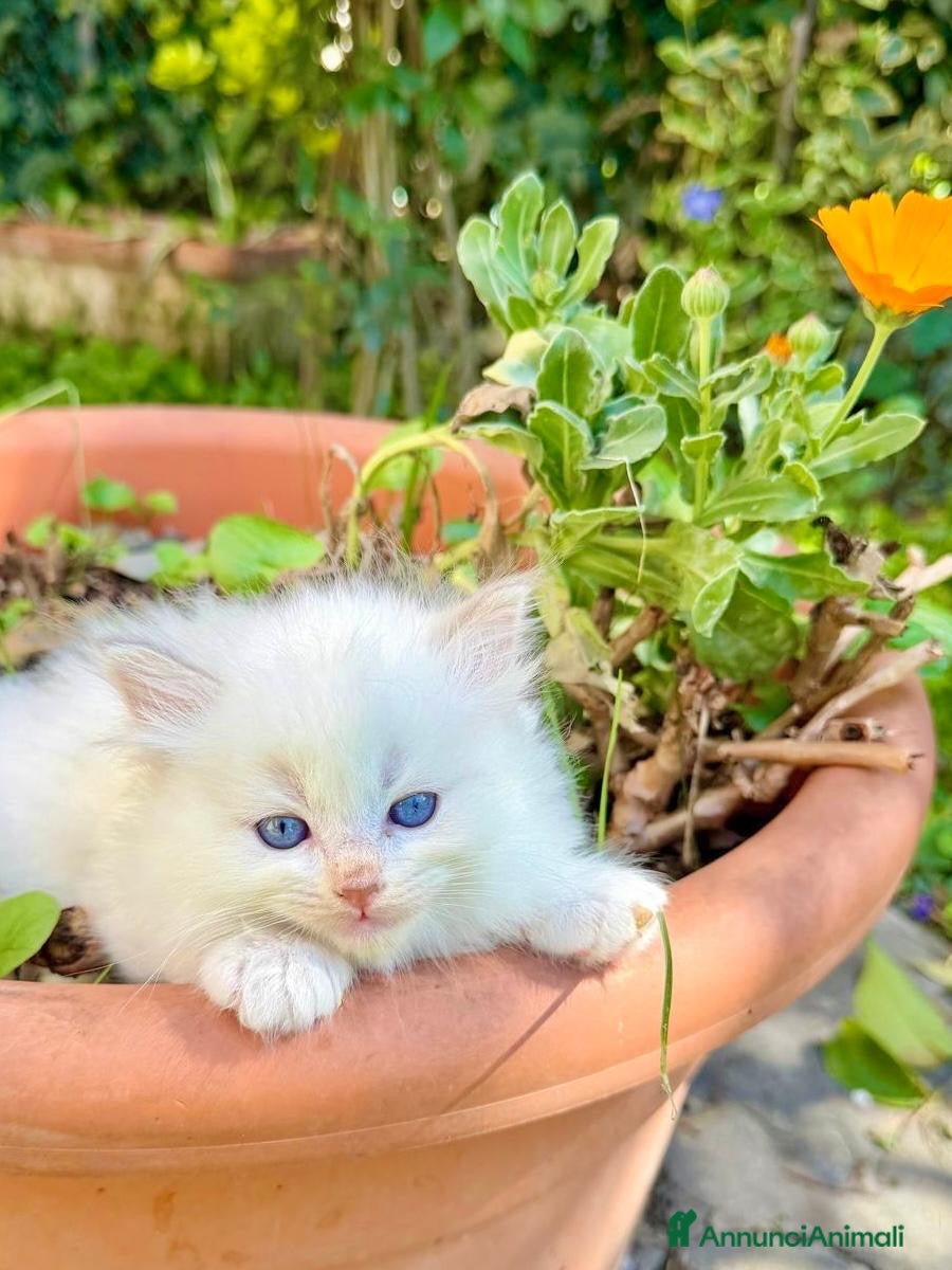 Ragdoll gatti cucciolo dí ragdoll  - Annuncio 1