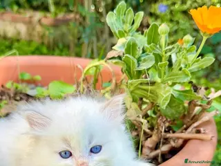 Ragdoll gatti cucciolo dí ragdoll - Annuncio 1