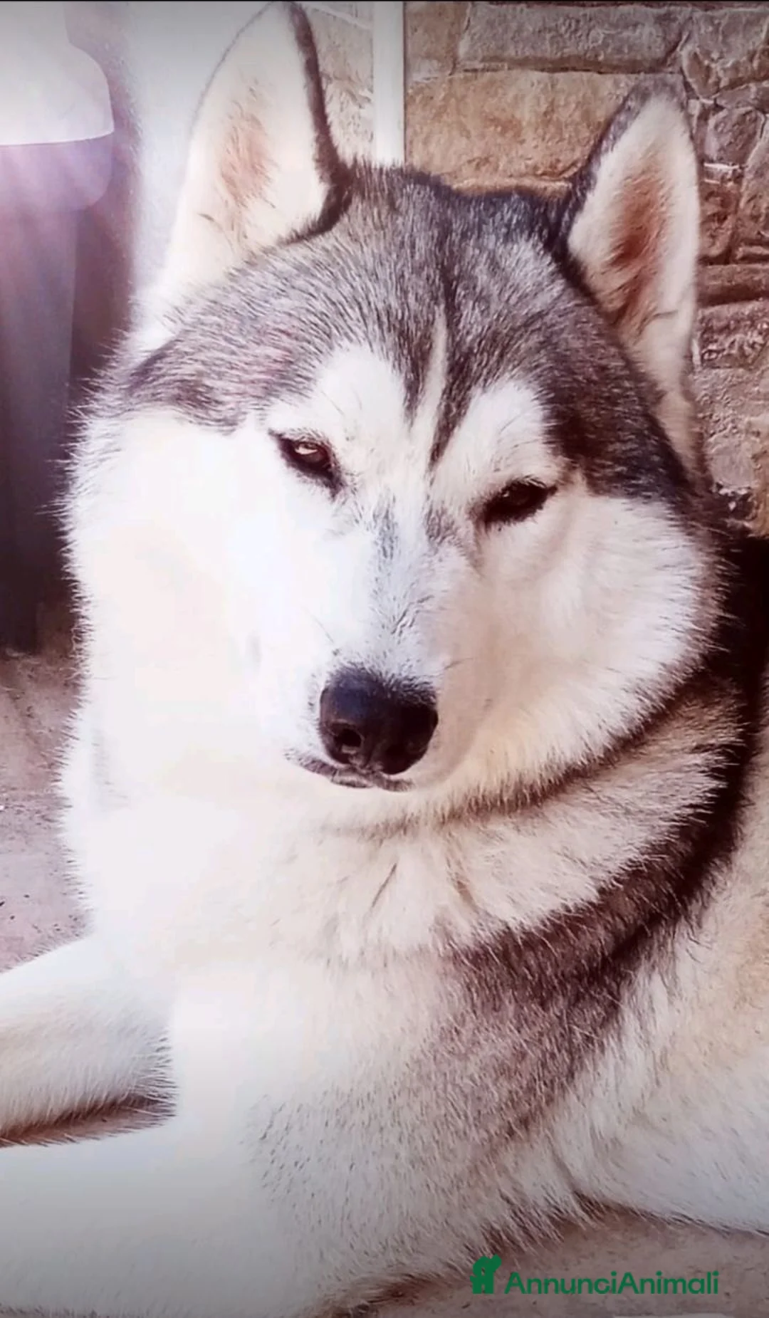 Husky cani in vendita: Meravigliosi cuccioli di Siberian Husky  - Annuncio 2