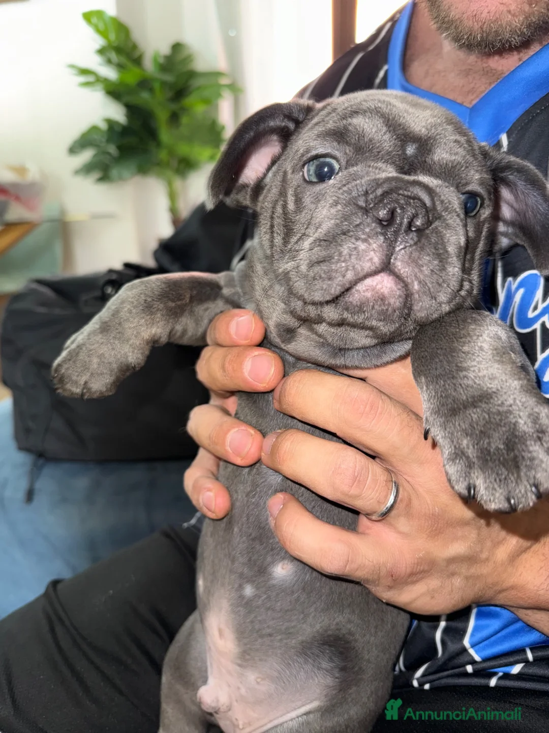 Bulldog Francese cani in vendita: Disponibilità di Bulldog Francese  - Annuncio 2
