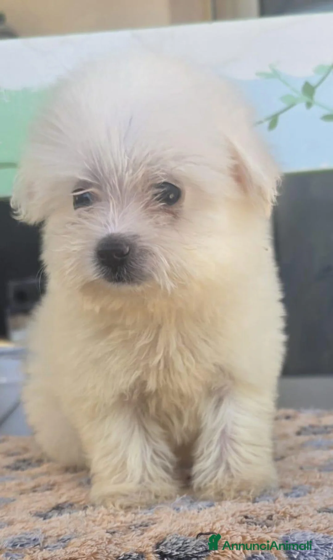Maltese cani in vendita: Maltese  - Annuncio 7