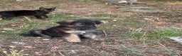 Pastore Tedesco cani in vendita: Cucciolo pastore tedesco  a Provincia di Frosinone - Annuncio 5