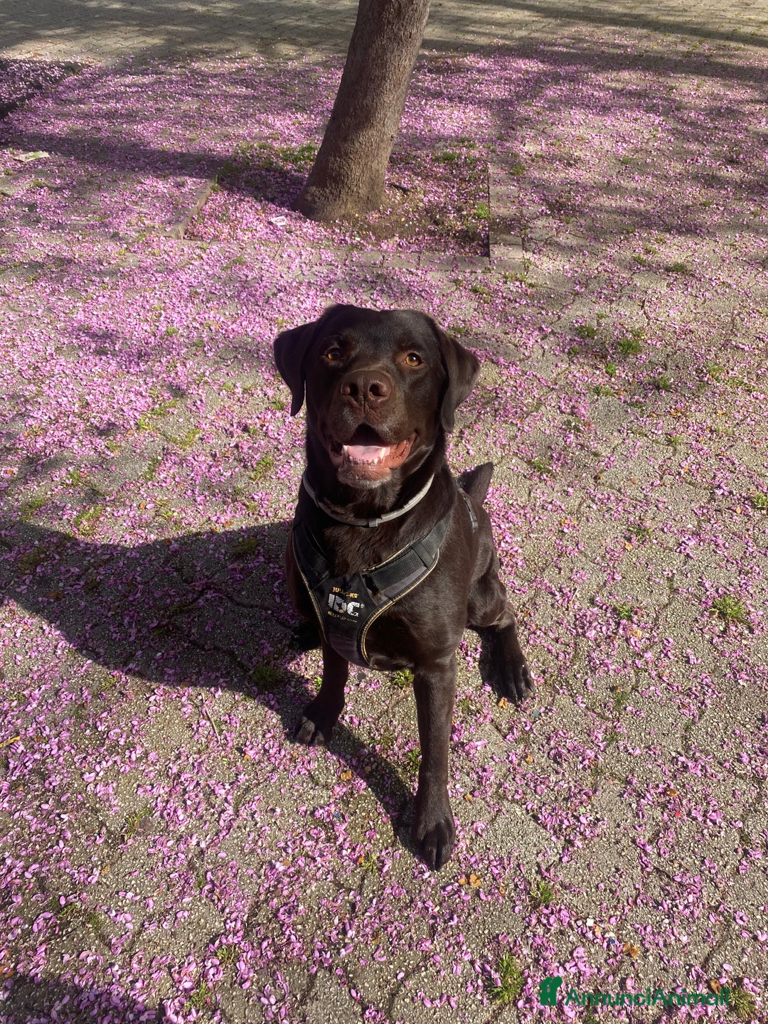 Labrador cani per accoppiamento: Cerco fidanzata Choco🤎 a Città metropolitana di Roma Capitale - Annuncio 1