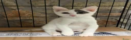Meticcio gatti in regalo: Allegra - Annuncio 2