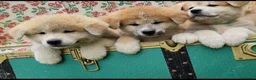 Akita Inu cani in vendita: UN AKITA INU PER NATALE  a Provincia di Vicenza - Annuncio 4