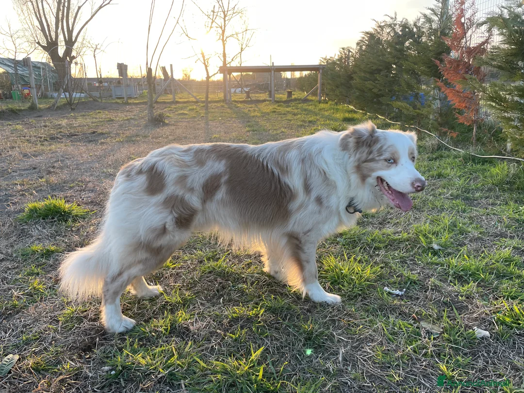 Border Collie cani per accoppiamento: Border Collie, disponibile per accoppiamenti. a Città Metropolitana di Venezia - Annuncio 14