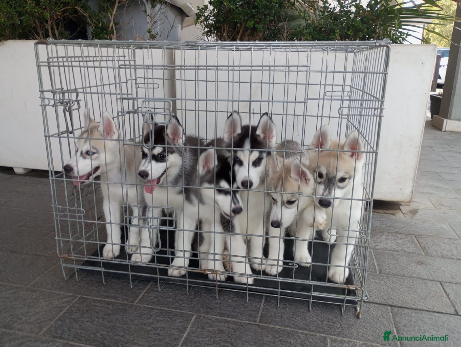 Husky cani Meravigliosi cuccioli di Siberian Husky  - Annuncio 3