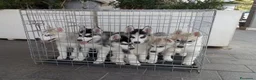 Husky cani in vendita: Meravigliosi cuccioli di Siberian Husky  - Annuncio 1