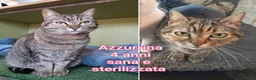 Altre razze gatti in regalo: GATTINI ABBANDONATI: URGENTE  a Città Metropolitana di Torino - Annuncio 10