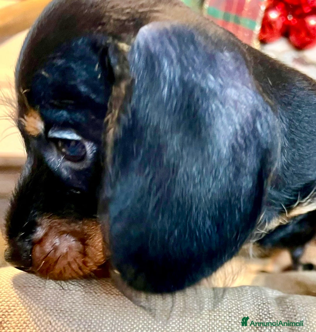 Bassotto cani in vendita: Cuccioli di Bassotto pelo duro con Pedigree Enci - Annuncio 21