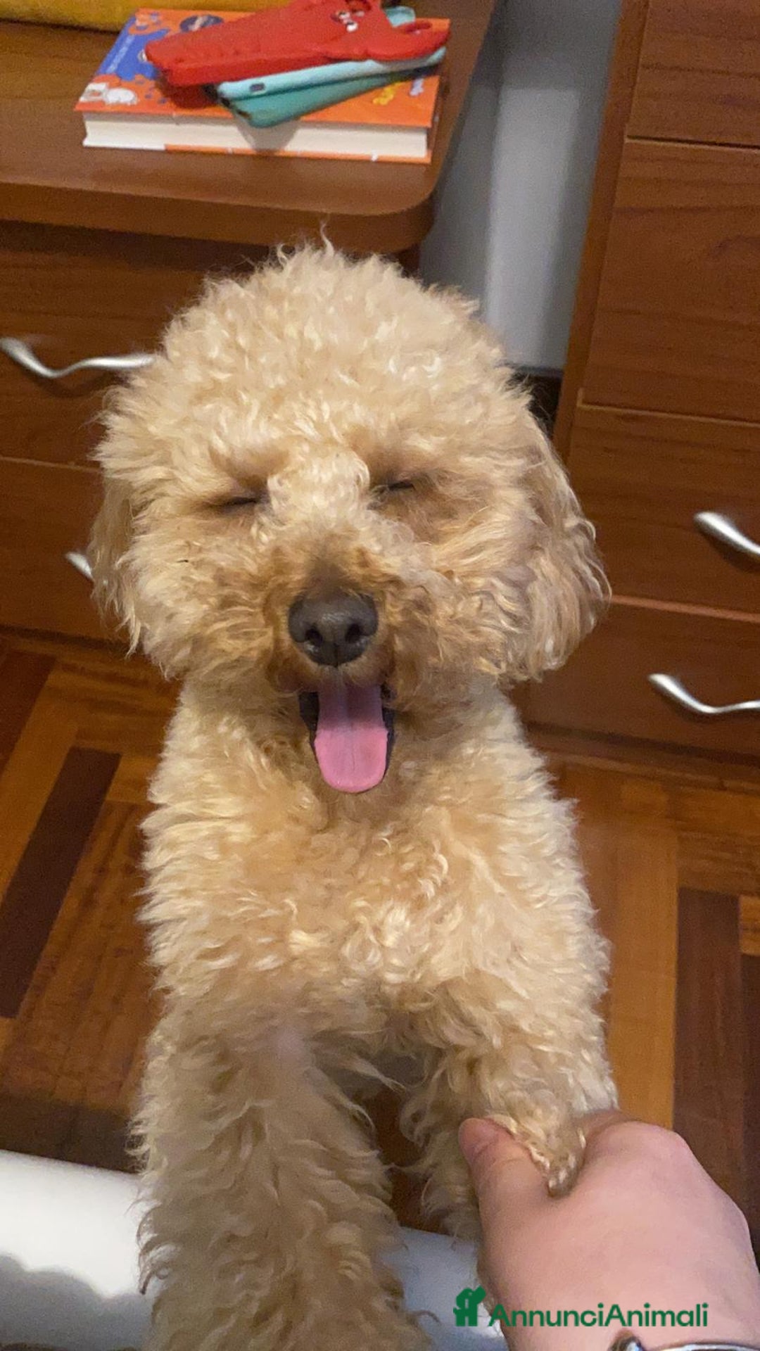 Barboncino Toy cani per accoppiamento: Barboncino toy maschio disponibile per monta  - Annuncio 2