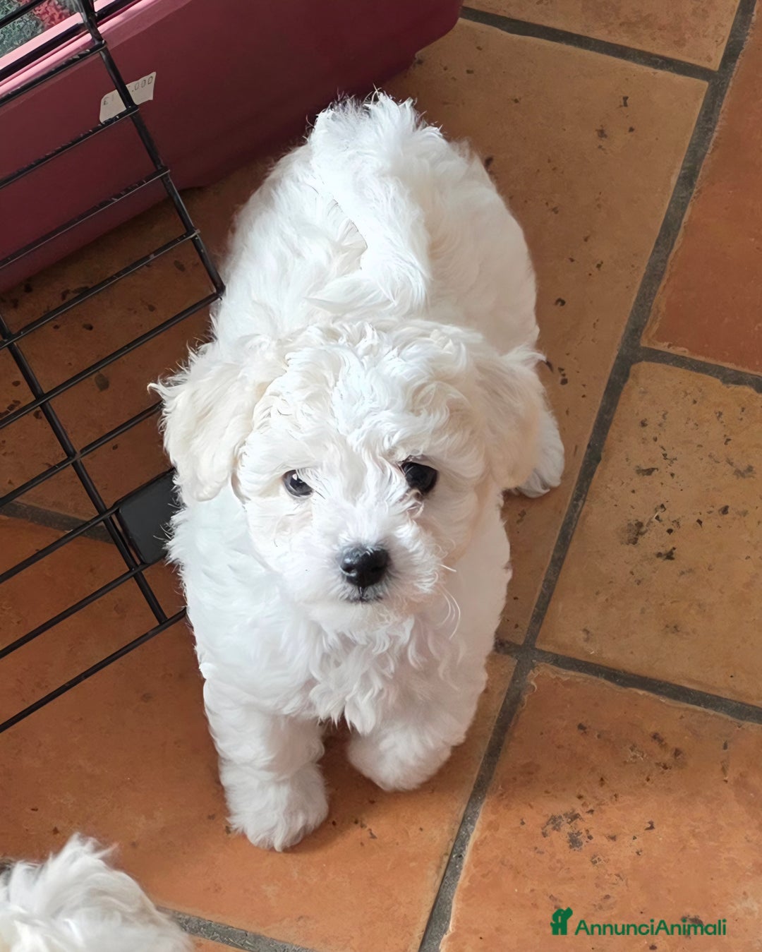 Bichon cani in vendita: Cucciole di bichon frisè  - Annuncio 4