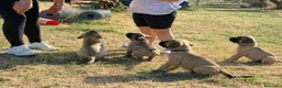 Bullmastiff cani in vendita: Bullmastiff cuccioli a Provincia di Pescara - Annuncio 5