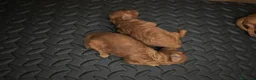 Barboncino Toy cani in vendita: Allevamento Riconosciuto Enci  - Annuncio 12