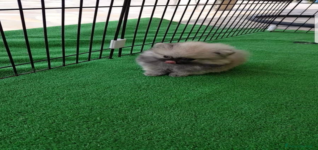 Immagine della galleria {{count}}