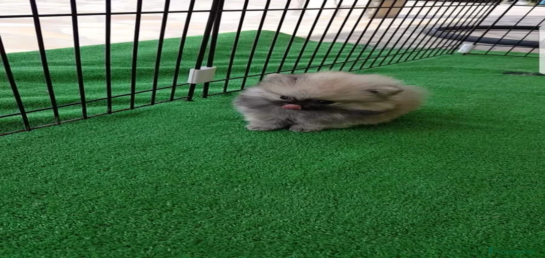 Immagine della galleria {{count}}