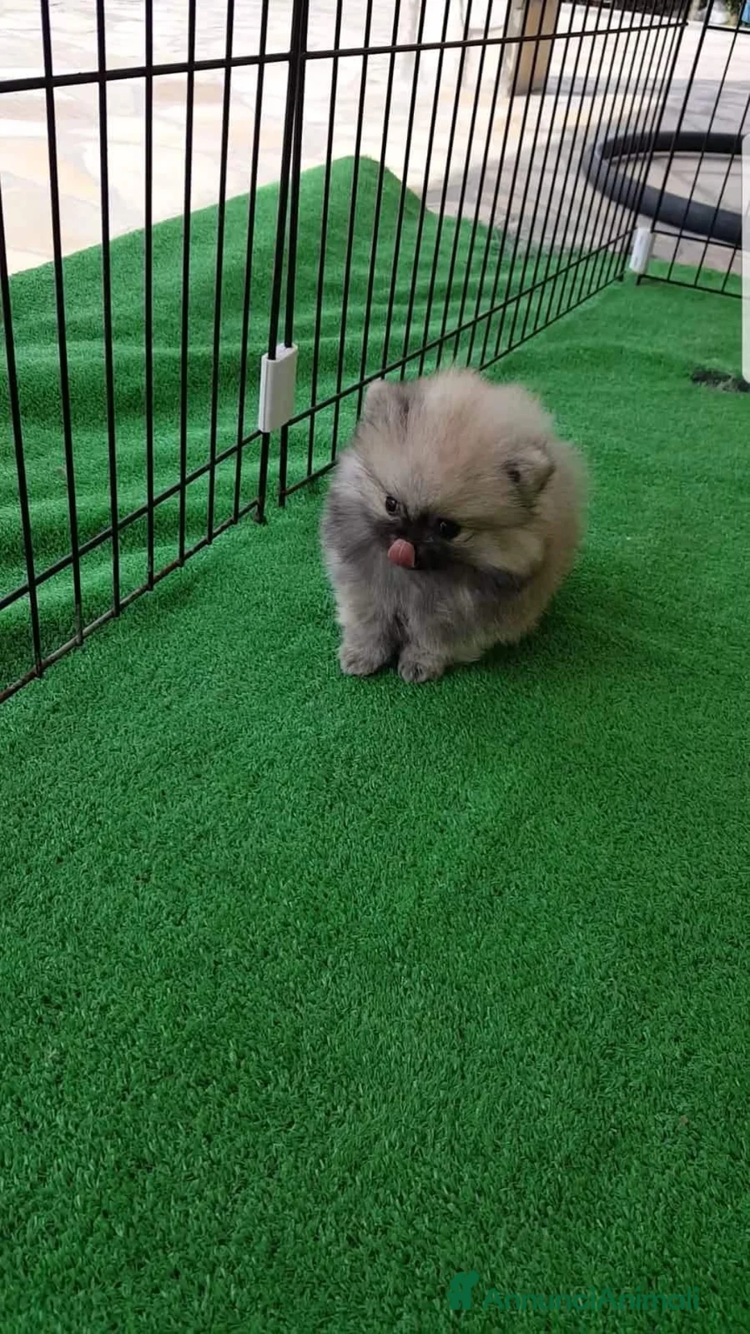 Immagine della galleria {{count}}