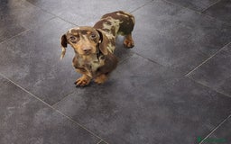 Bassotto cani in vendita: BASSOTTINA  a Città metropolitana di Roma Capitale - Immagine 5