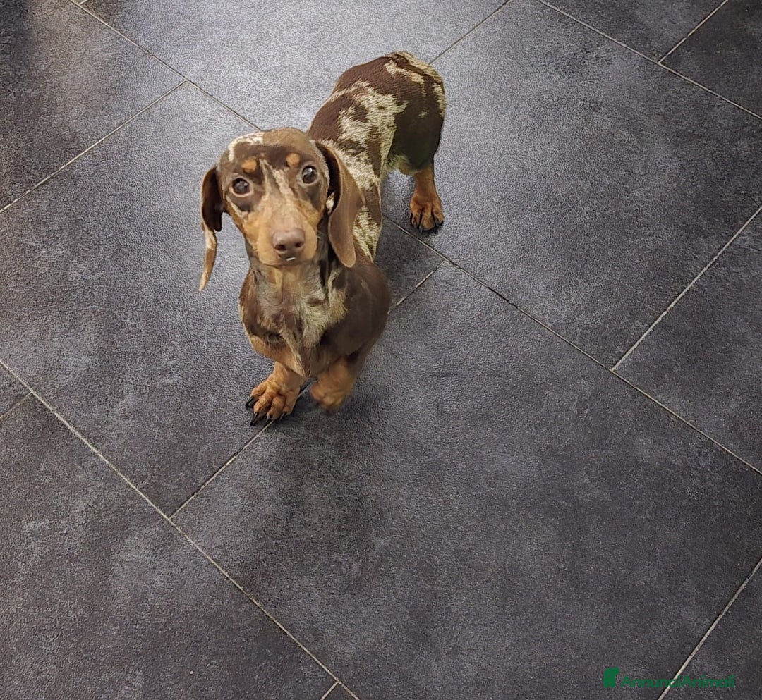 Bassotto cani in vendita: BASSOTTINA  a Città metropolitana di Roma Capitale - Immagine 5