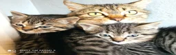Altre razze gatti in regalo: Tre cuccioli in cerca di casa - Annuncio 2