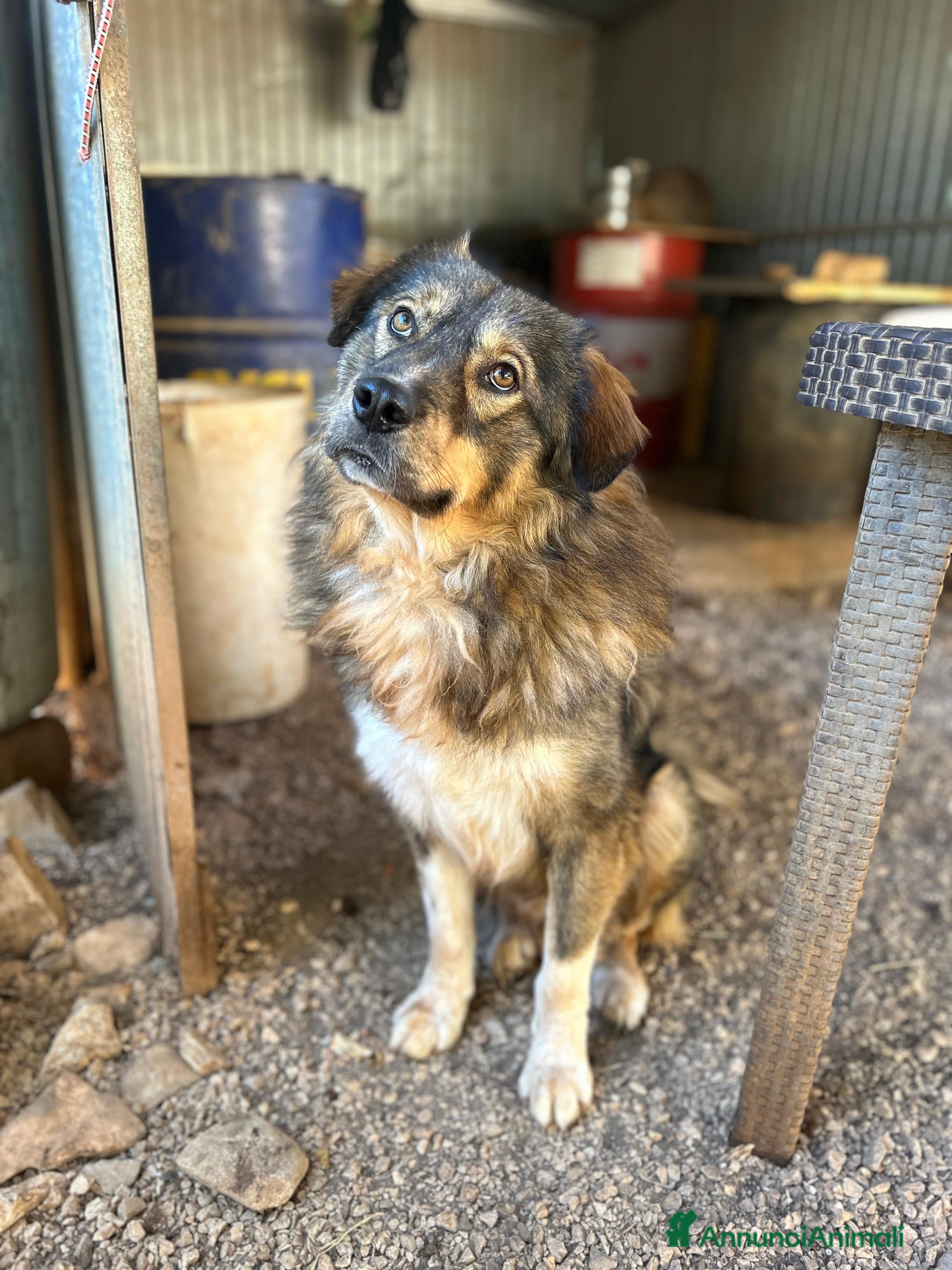 Pastore dei Carpazi cani Max cerca casa. ottimo carattere - Annuncio 10