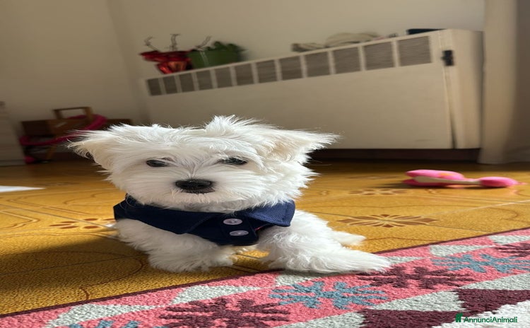 Maltese cani a Provincia di Mantova - Annuncio 1