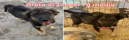 Meticcio cani in regalo: CUCCIOLI ABBANDONATI: URGENTE  a Città Metropolitana di Torino - Annuncio 4