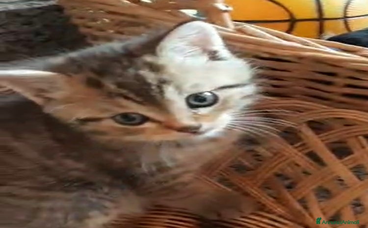 Scottish gatti a Provincia di Reggio Emilia - Annuncio 3