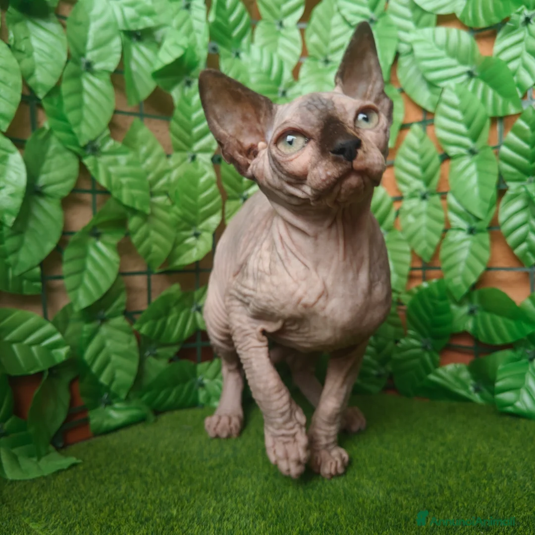 Sphynx gatti in vendita: Cucciola di Canadian Sphynx - Annuncio 15