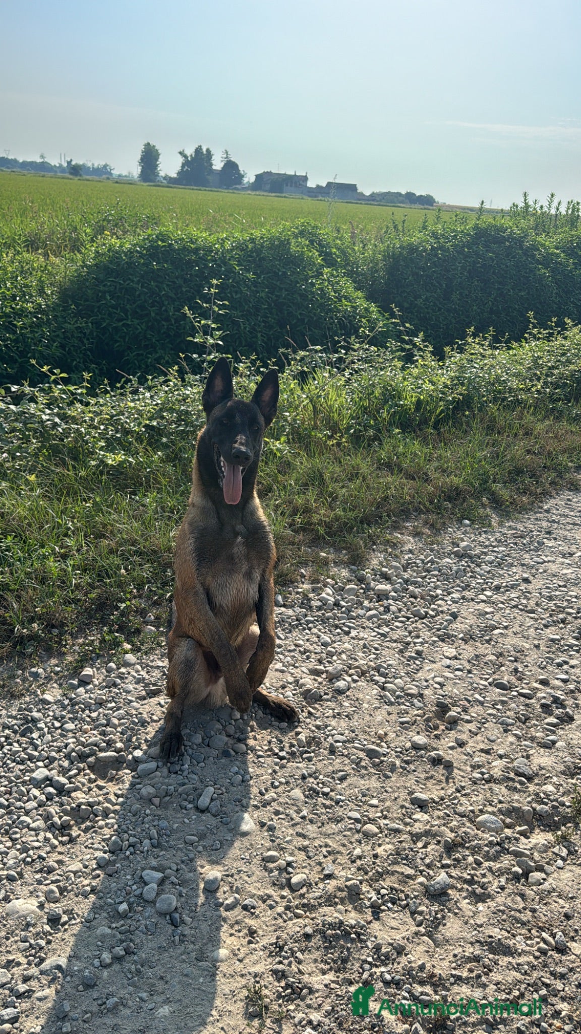 Pastore Belga cani per accoppiamento: Pastore Belga Malinois - Annuncio 1