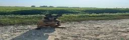 Pastore Belga cani per accoppiamento: Pastore Belga Malinois - Annuncio 1