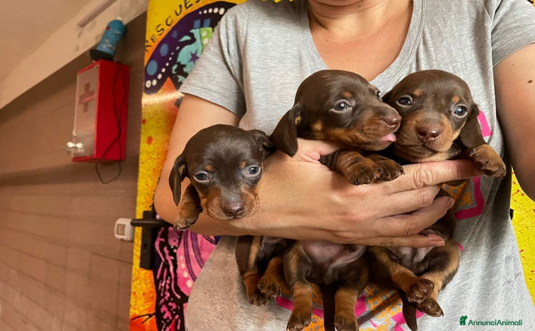 Bassotto cani a Provincia di Cuneo - Annuncio 2