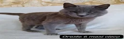 Altre razze gatti in regalo: Tanti gattini desiderosi di trovare casa  a Provincia di Bergamo - Annuncio 5