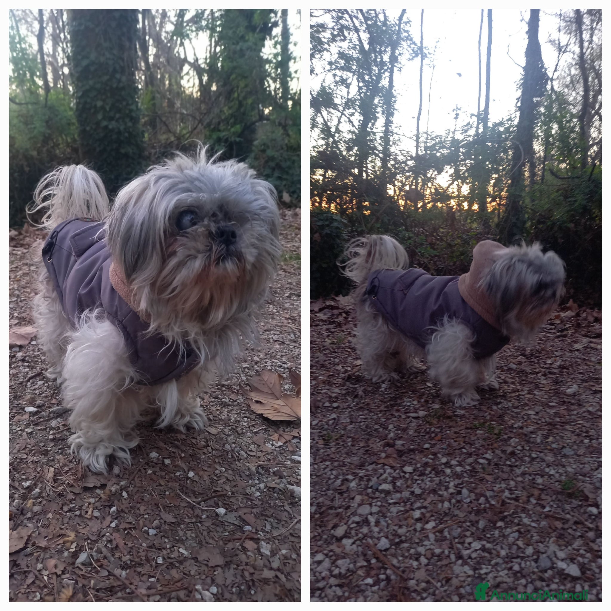 Shih Tzu cani Fiore - Annuncio 1