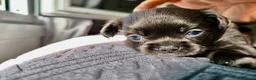 Chihuahua cani in vendita: Chihuahua pelo lungo lilac  - Annuncio 6