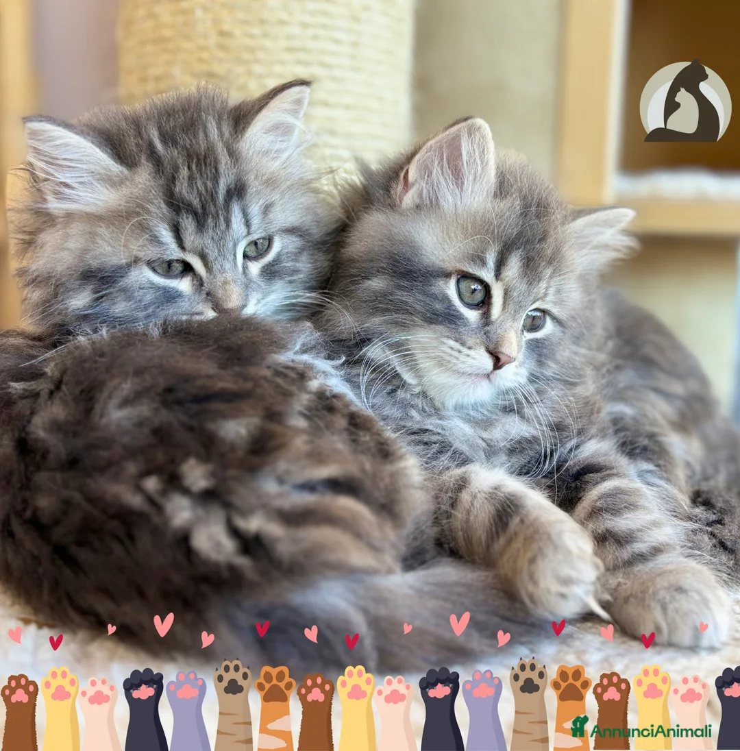 Siberiano gatti in vendita: Siberiano gattino ipoallergenico - Annuncio 2