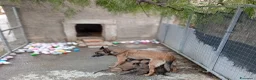 Pastore Belga cani in vendita: Malinois cuccioli - Annuncio 1