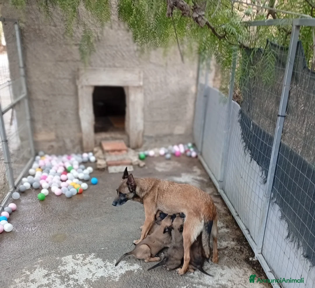 Pastore Belga cani in vendita: Malinois cuccioli - Annuncio 1
