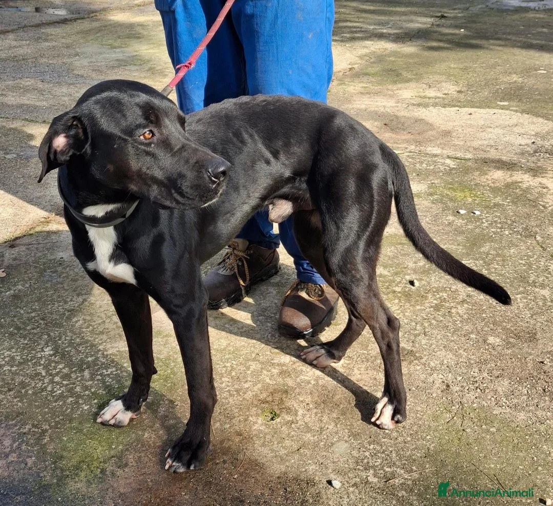 Meticcio cani in regalo: BENNY 💙-un inizio doloroso,ora sta bene cerca 🏠  a Provincia di Piacenza - Annuncio 9